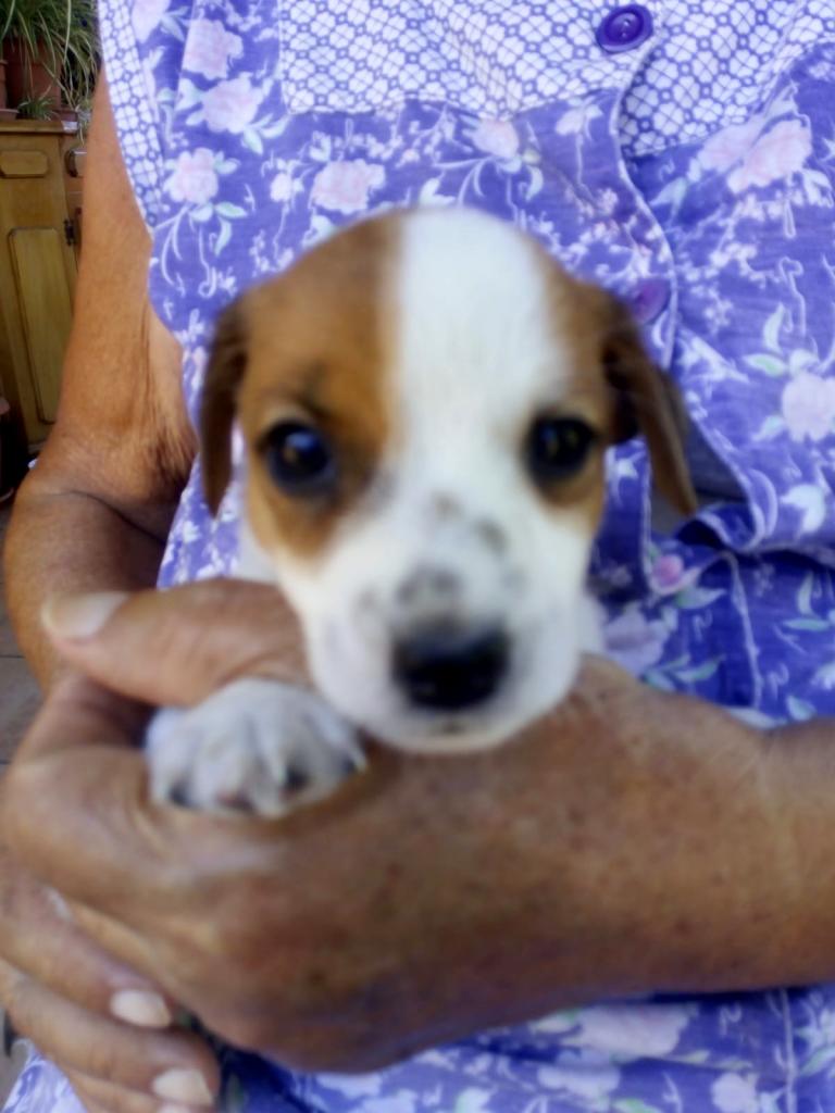 Cuccioli di jack russell