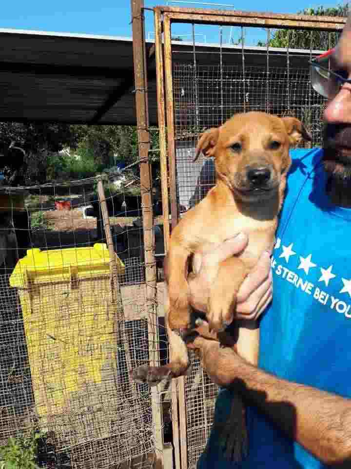 SHERMAN 5 MESI, MIX SHARPEI DI UNA DOLCEZZA INFINITA