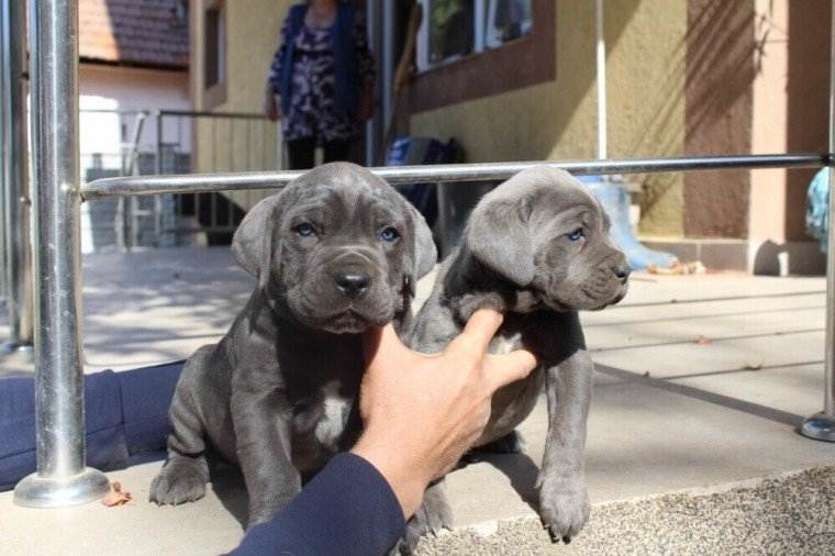 Bellissimi cuccioli di Cane Corso