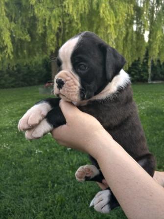 Boxer Cuccioli Bellissimi