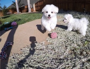 Cuccioli di bichon e bichon frise maltesi