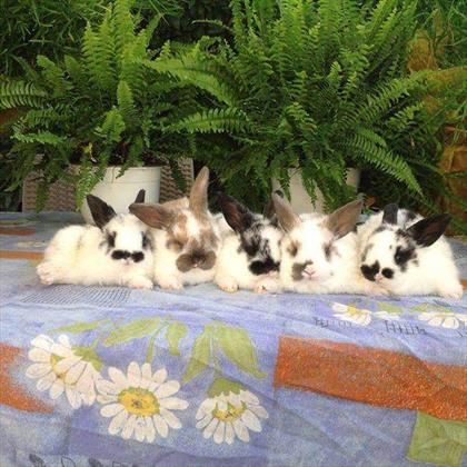Cuccioli di Coniglio Nani