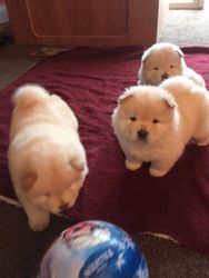 Cuccioli di Chow Chow