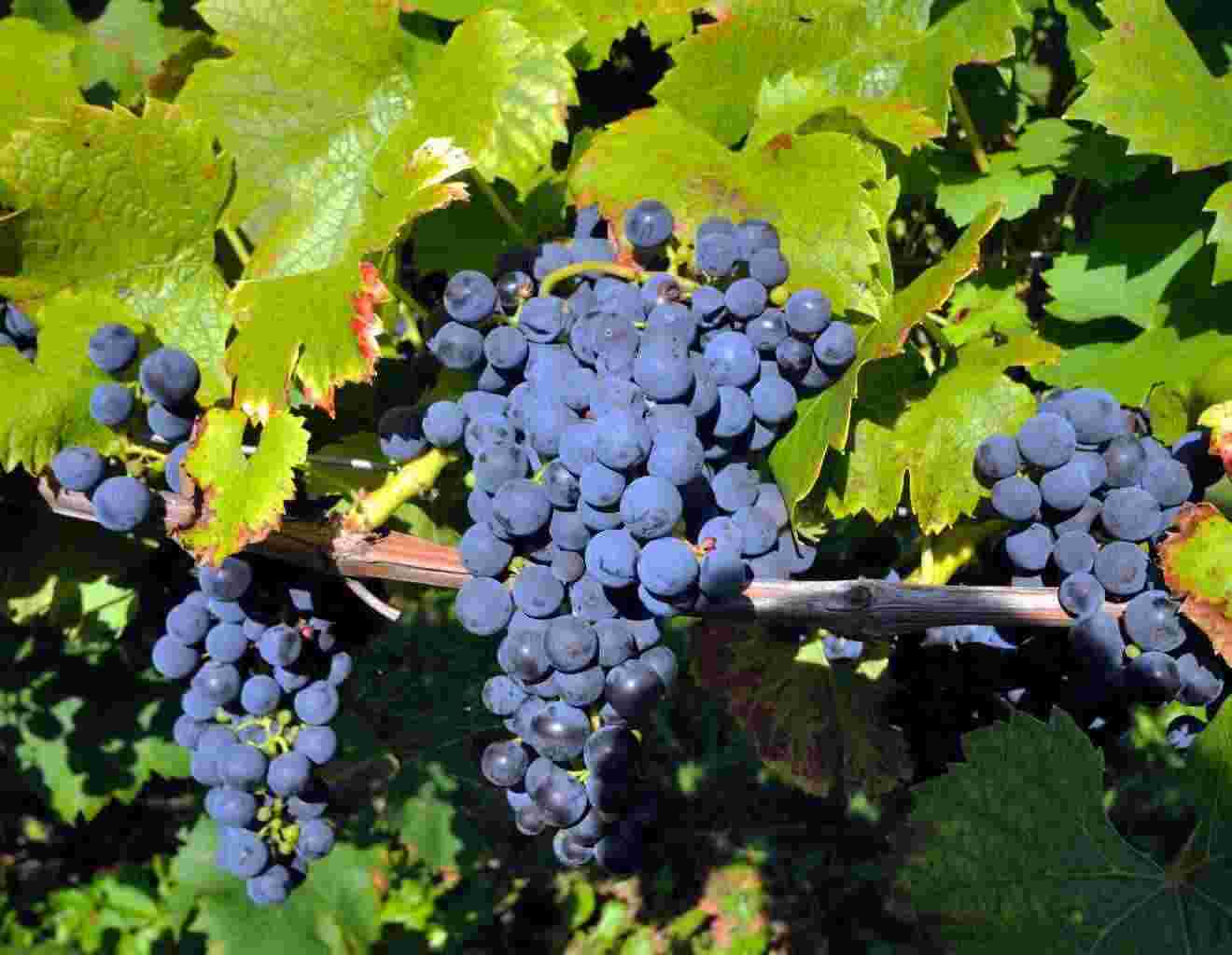 Vendo uva da vino Nero d'Avola, Ansonica, Trebbiano
