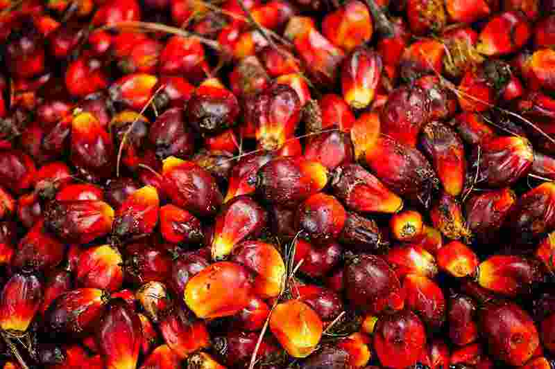 Olio di palma, olio di semi di girasole e altri