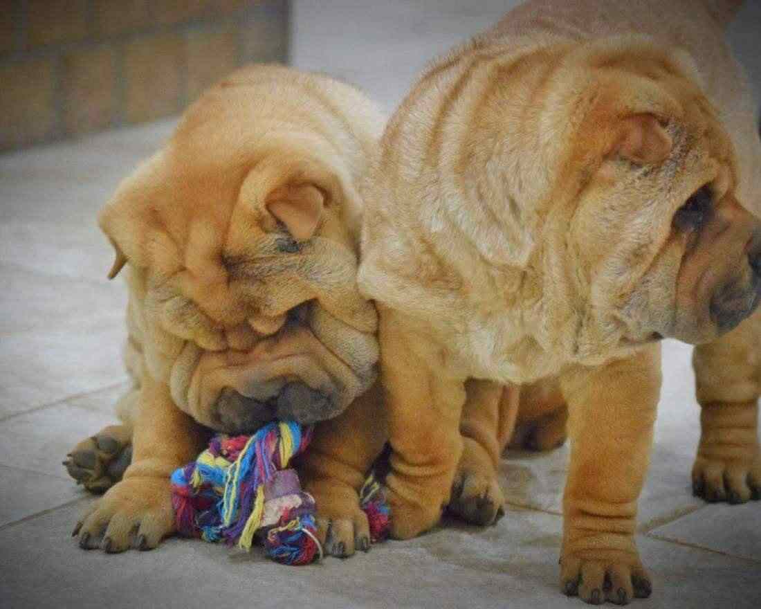 CUCCIOLI SHAR PEI CON PEDIGREE!!!