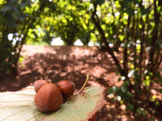 TERRENI AGRICOLI A BAIANO (AV)