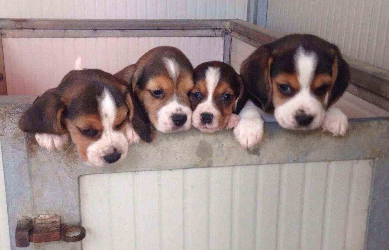 Cuccioli di Beagle con pedigree