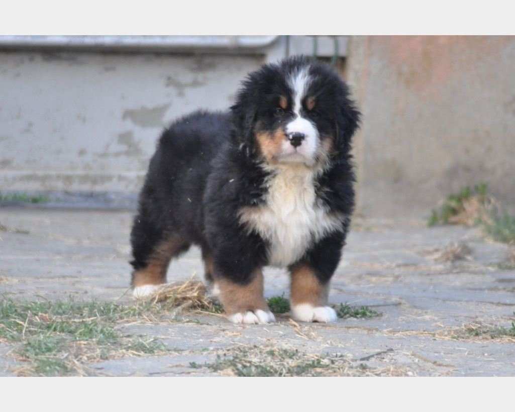 CUCCIOLI BOVARO DEL BERNESE