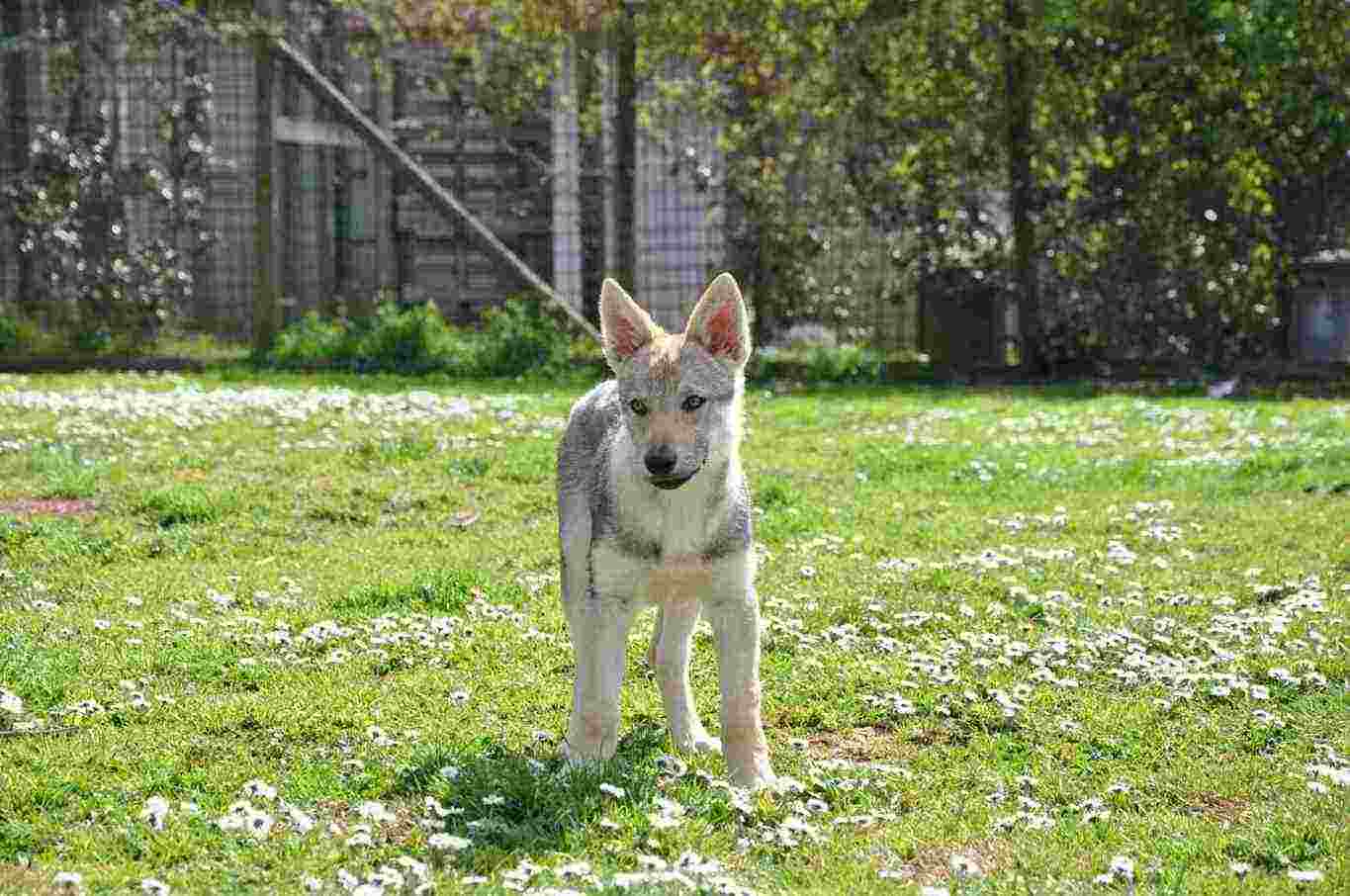 Cane Lupo Cecoslovacco cuccioli