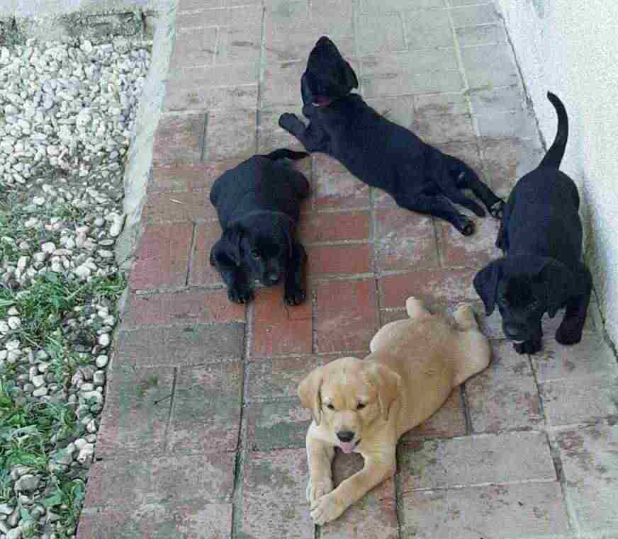 Disponibili Cuccioli Labrador Miele Nero