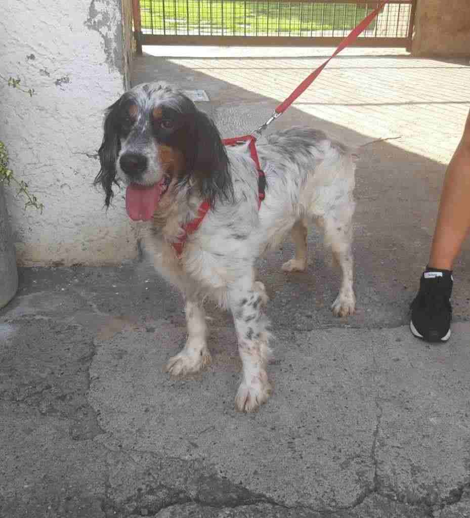 PETITE, ADORABILE SETTER. ADOZIONE DEL CUORE