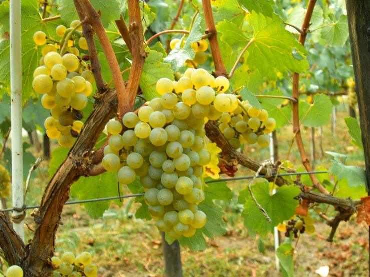 Uva da Vino Bianca e Rossa Biologica Grillo, Catarratto, Trebbiano, Nero d'Avola, Inzolia