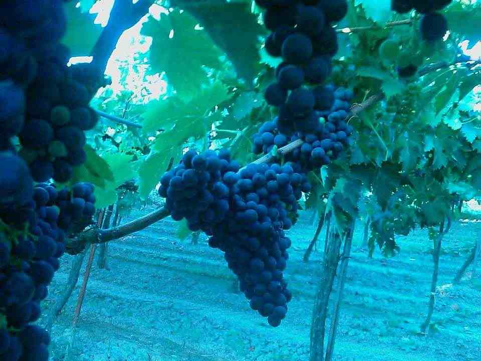 Uva da vino Montepulciano d'abruzzo, Trebbiano, Lambrusco IGT