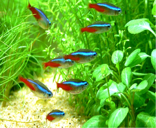 Neon Tetra pesci tropicali acquario acqua dolce