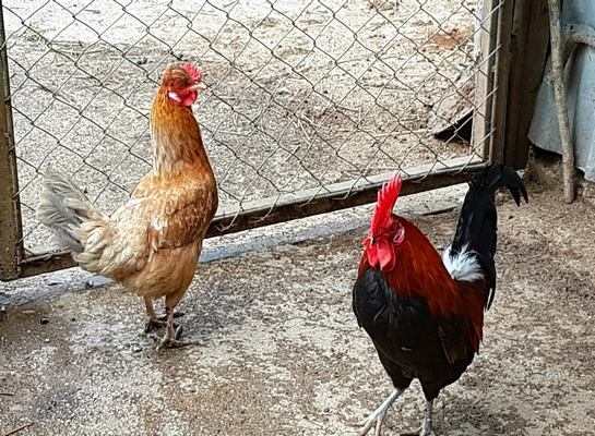 GALLINELLE NANE FRANCESINE