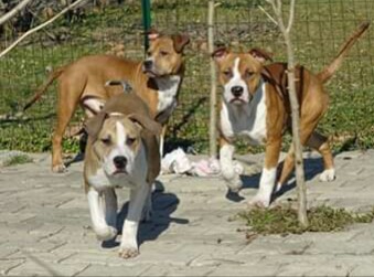 Cuccioli amstaff pedigree