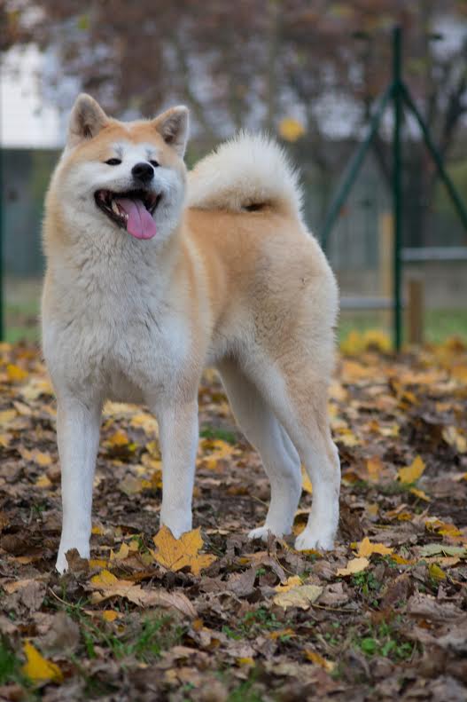 cuccioli Akita Inu pedigree enci 