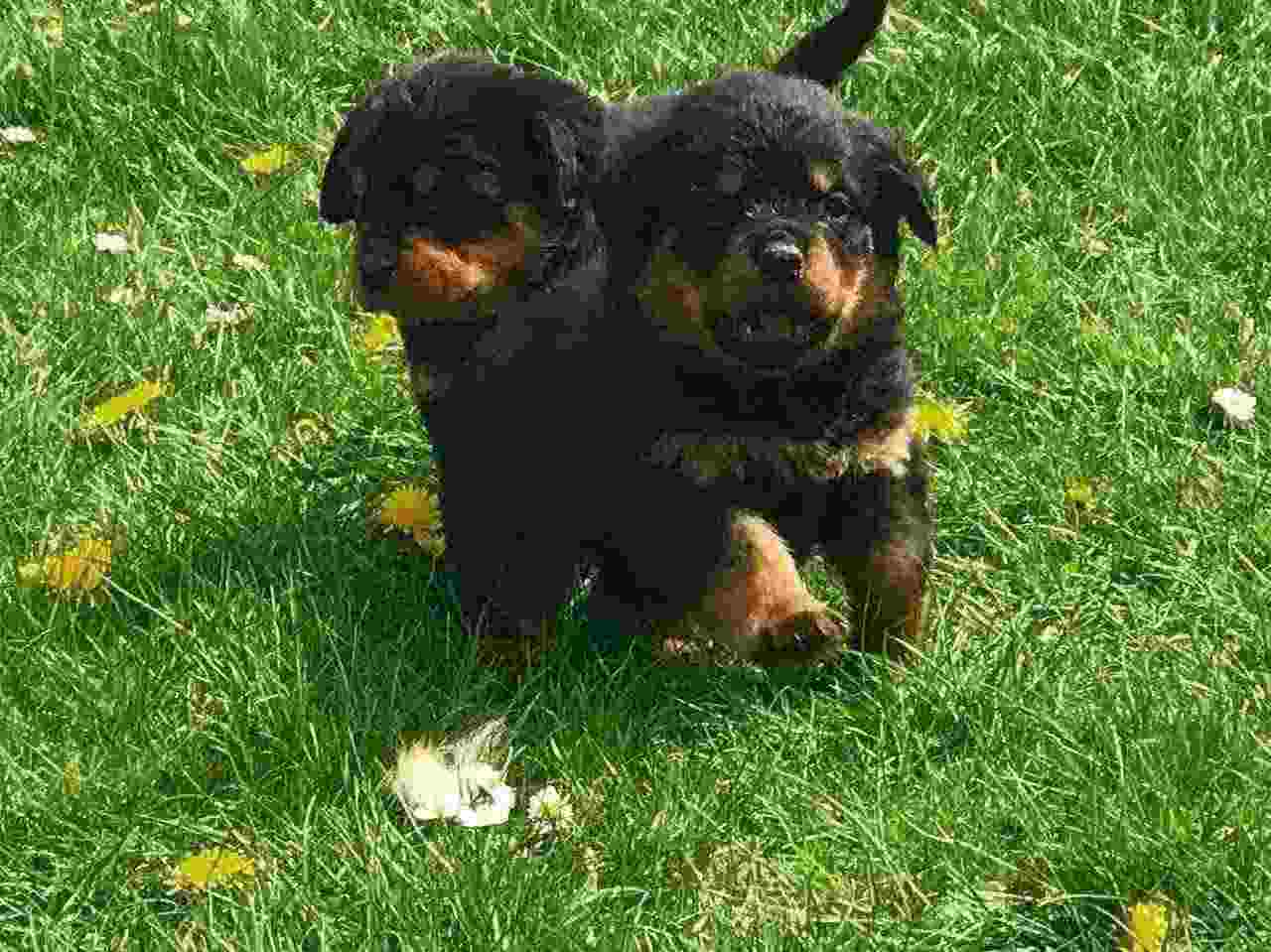 Cuccioli di Rottweila in adozione