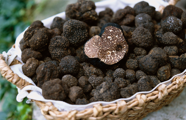 Vendo tartufo nero 90 euro/kg