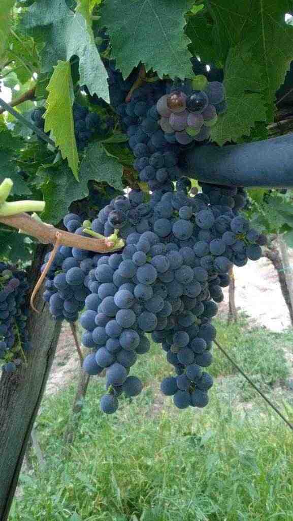 Uva da vino Montepulciano d'Abruzzo 2018