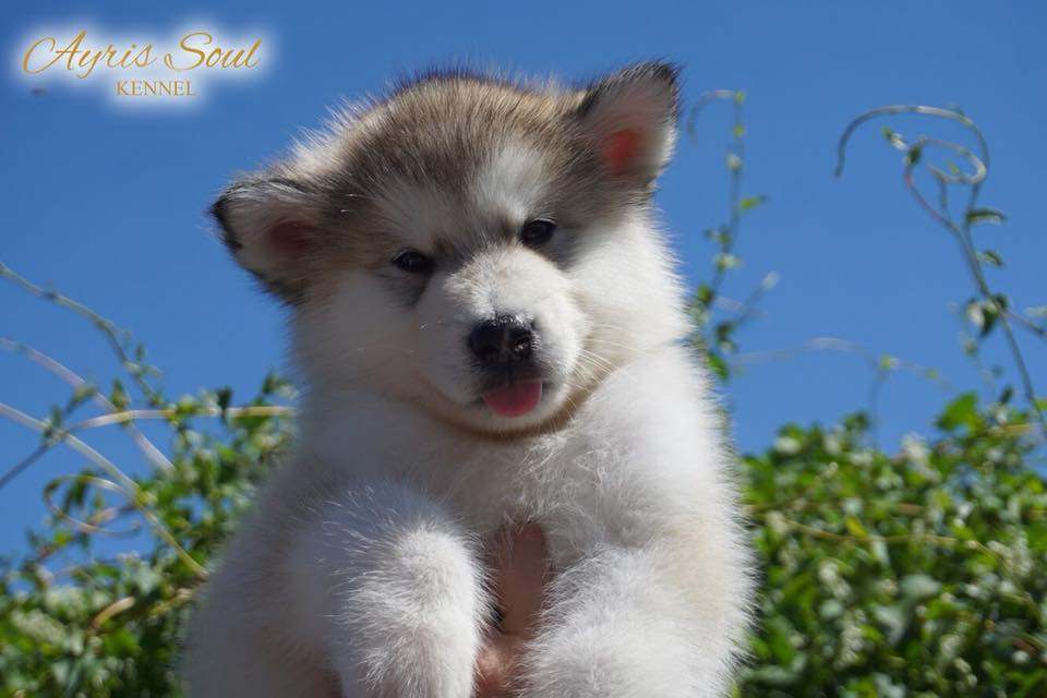 cuccioli Alaskan Malamute