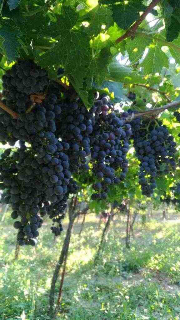 Uva a bacca rossa, bianca, Montepulciano d'Abruzzo, Greco di Tufo, Lambrusco