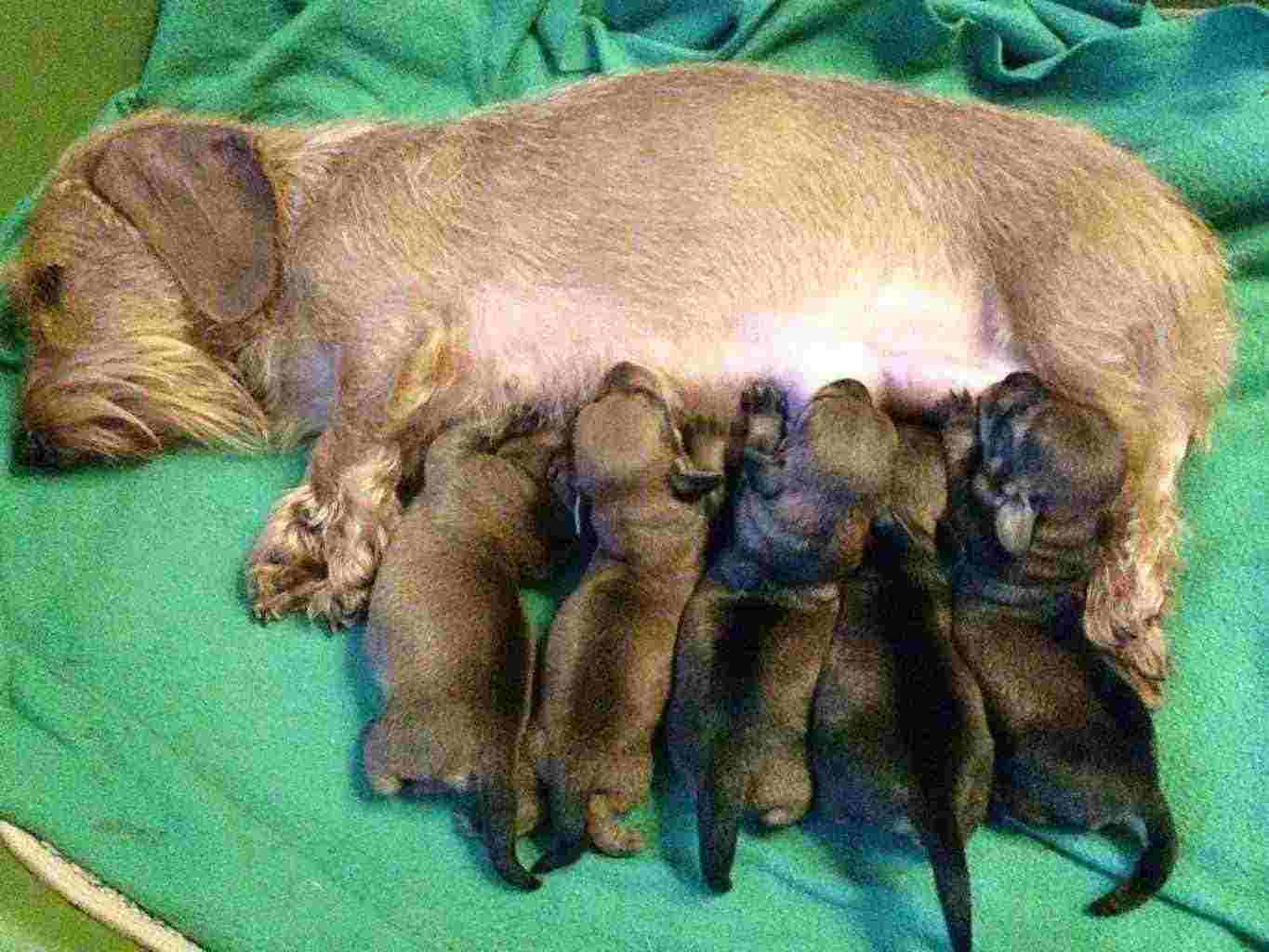 Cuccioli Bassotto Tedesco Nano E Kaninken A Pelo Duro Annunci Treviso