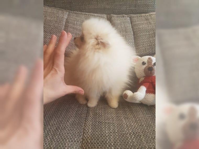 Cuccioli di Pomeranian disponibili ora