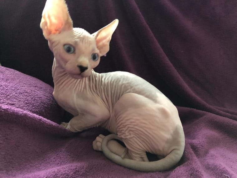 Disponibili cuccioli SPhynx 