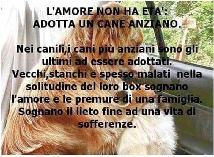Cani non più cuccioli adottabili a Livorno
