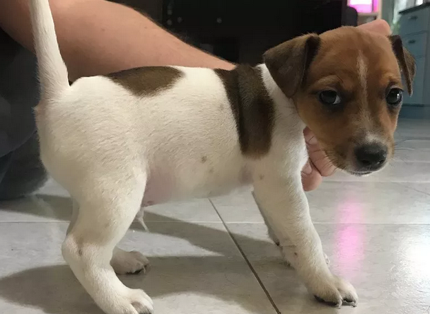 Cuccioli di jack Russell Terrier con Pedigree