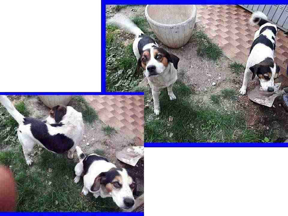 LAMPO e FULMINE 4-5anni bravi fratellini mix jack russell tg piccola