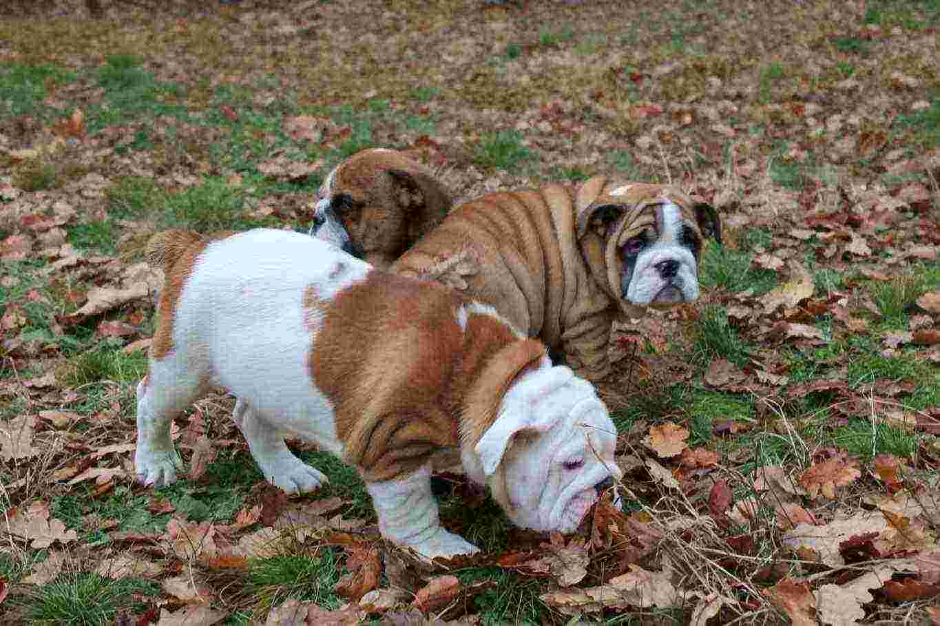 BULLDOG INGLESE CUCCIOLI