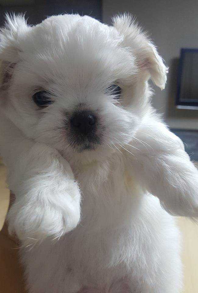 Maltese toy cuccioli bianchi 