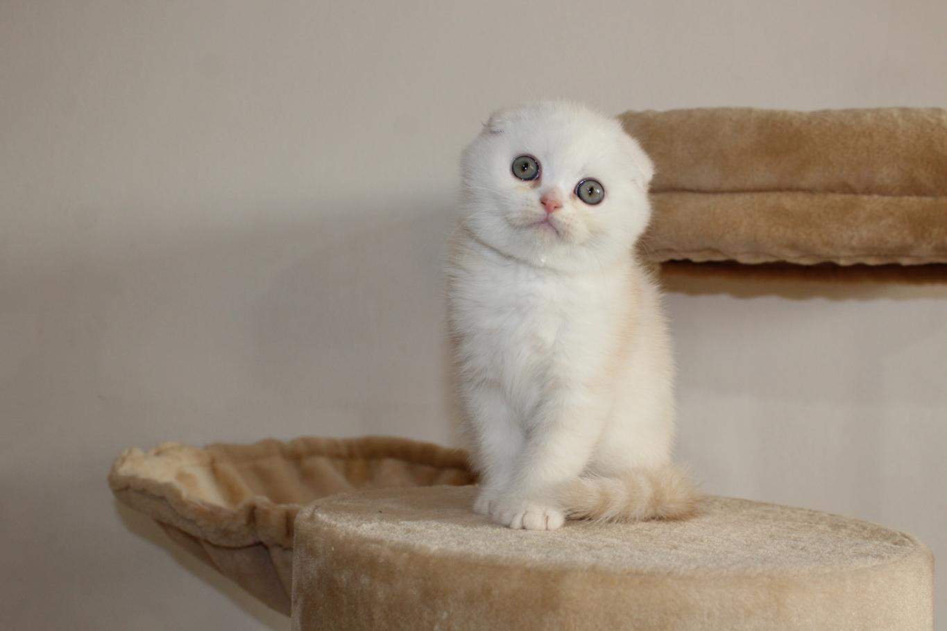 Cucciolo gattino scottish fold british.