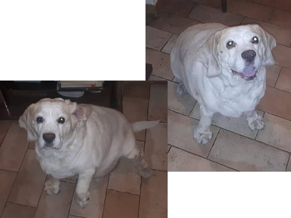 NAPOLEONE 9anni rimasto solo! Solo 2gg di tempo x trovare casa...