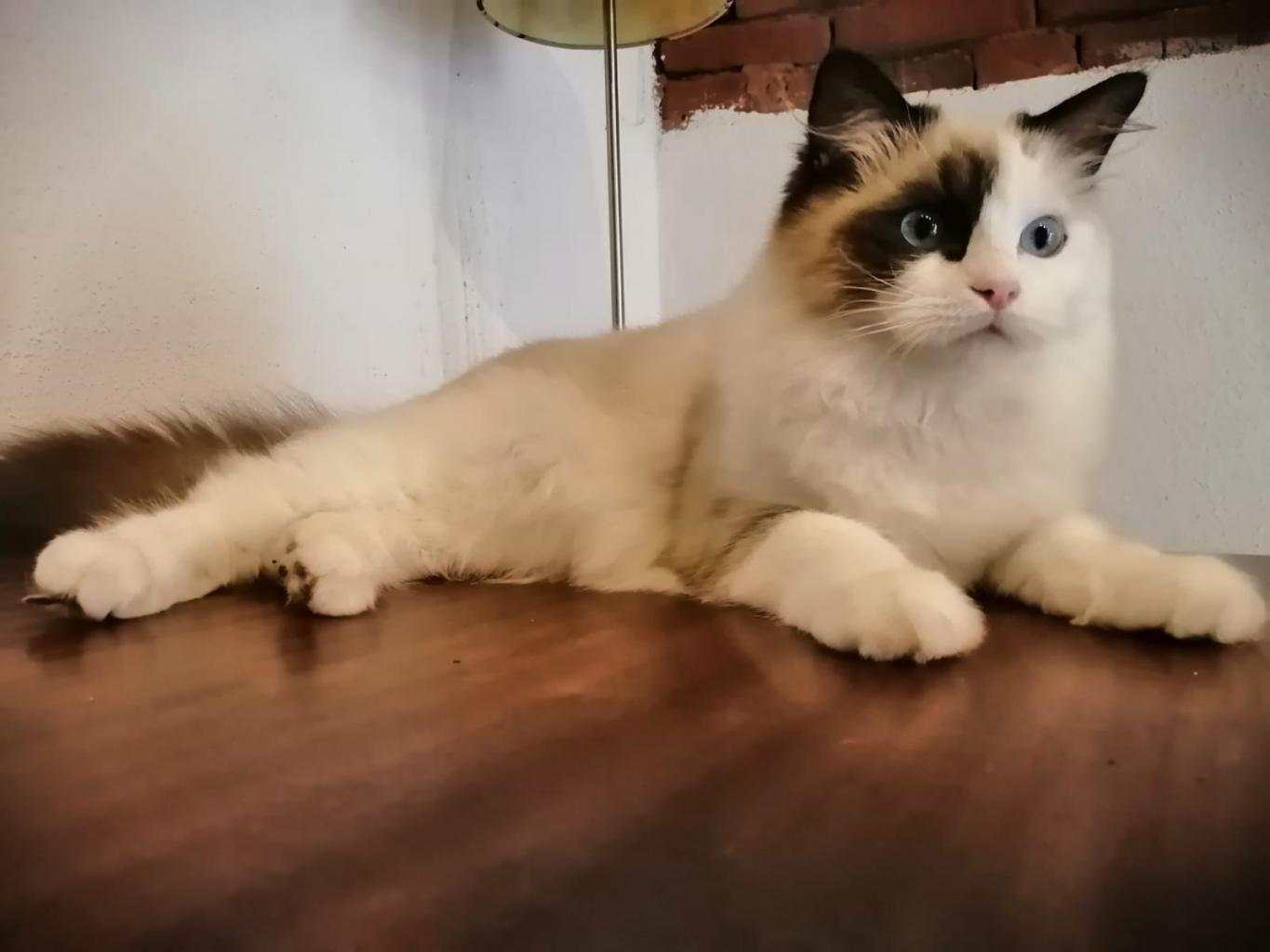 RAGDOLL CUCCIOLE CON PEDIGREE