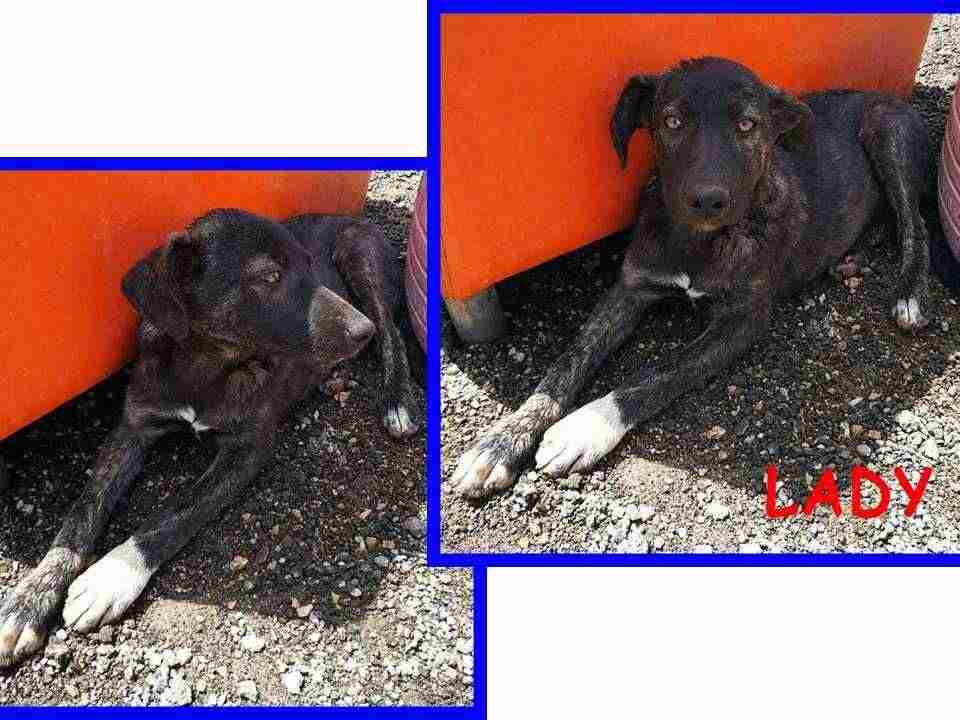 LADY 4mesi dolcissima tigratina - tg media