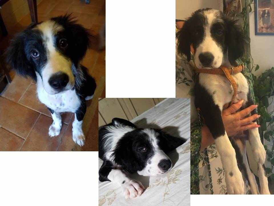 LILLO cucciolo di 3mesi trovato in fondo ad un pozzo