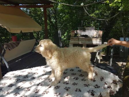 cuccioli golden retriever con pedigree enci