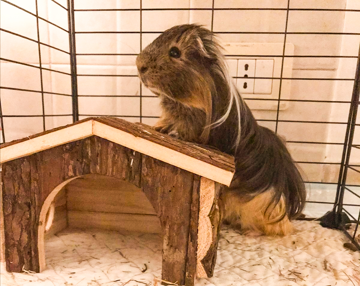 Hercules - CAVIA IN ADOZIONE