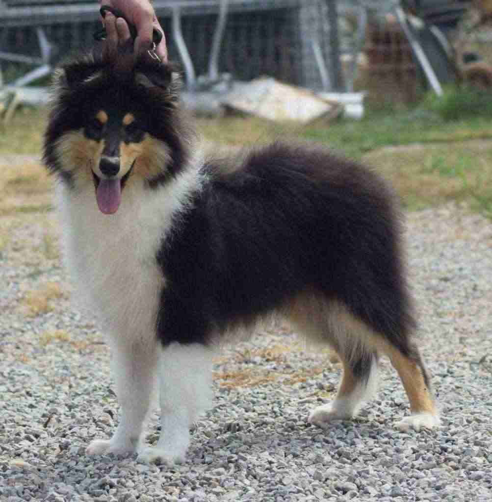 Collie Bellissimi cuccioli disponibili