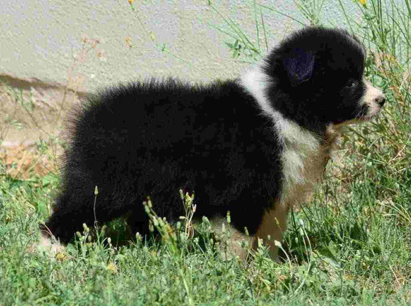 Border collie cuccioli