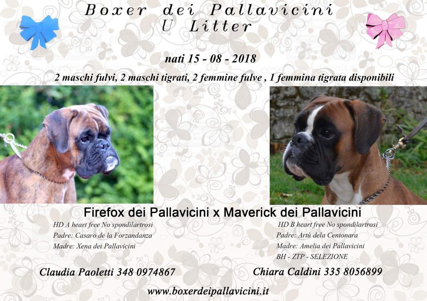 Boxer cuccioli fulvi e tigrati