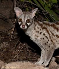 coppia di genetta tigrina  (gatto africano) cuccioli