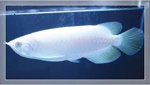 pesci d'acquario in vendita (Arowana, Ciotolina, Bassotto d'oro, Pesce corno di fiori)