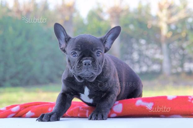 Cucciola Bouledogue Francese Tigrata