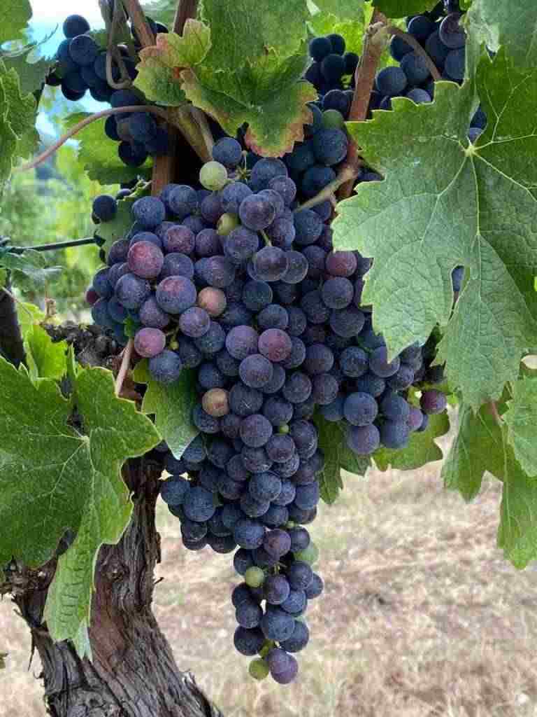 Vendo uva da vino alta qualità