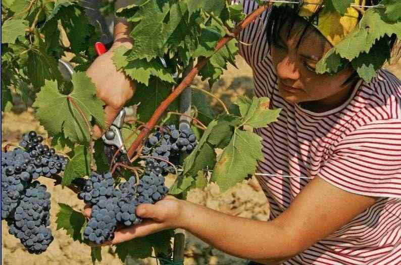Vendo Uva uva da vino a bacca rossa e bianca(Montepulciano e Trebbiano)